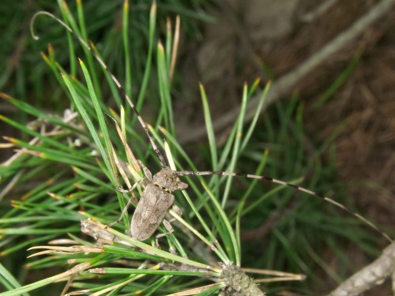 Acanthocinus aedilis (Linnaeus, 1758)